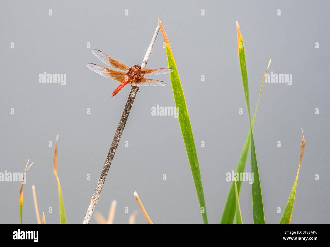 Libellula fiammeggiante posata su una canna secca Foto Stock