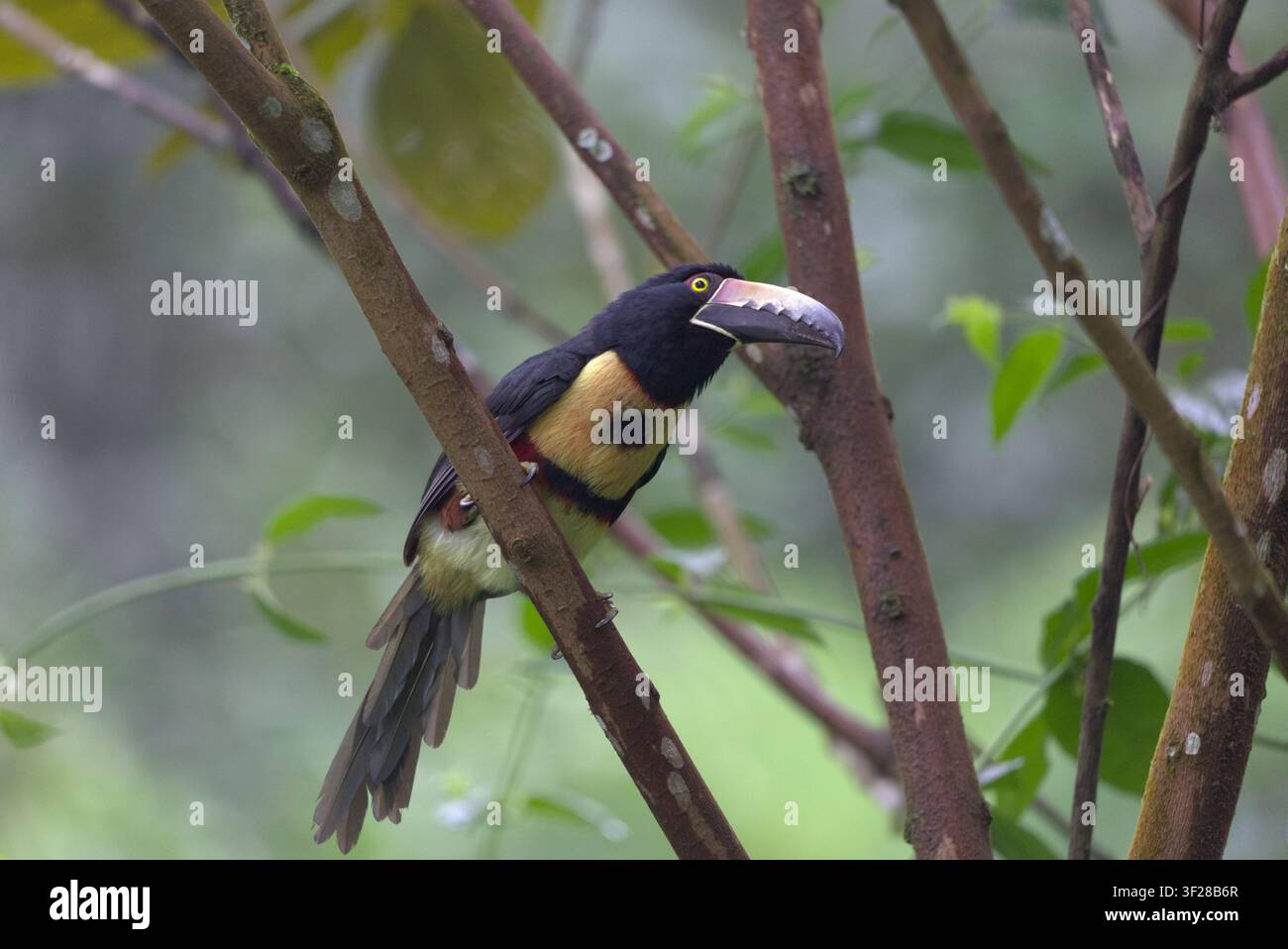 Aracari dal collare (Pteroglossus torquatus) appollaiato su un albero. Scattata alla Panacam Lodge, Honduras. Foto Stock