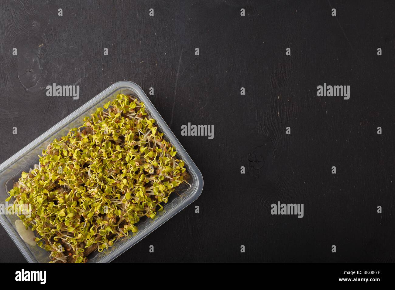 Microgreen di ravanello in contenitore di plastica su sfondo di legno nero. Giovani germogli freschi, foglie da bambino di verdure, germogli germogliati Foto Stock