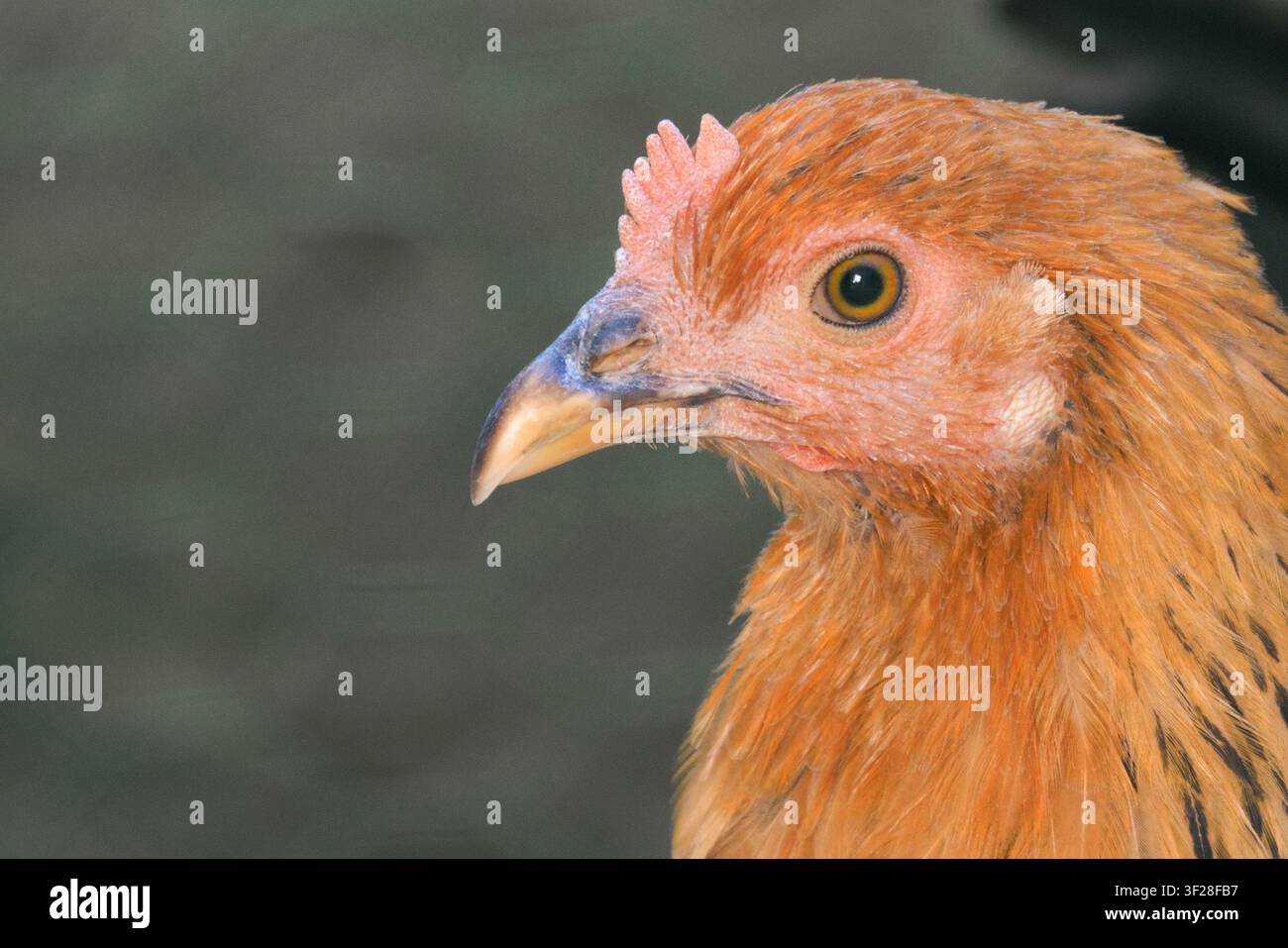 Ritratto di pollo nel cortile posteriore primo piano con spazio di copia Foto Stock