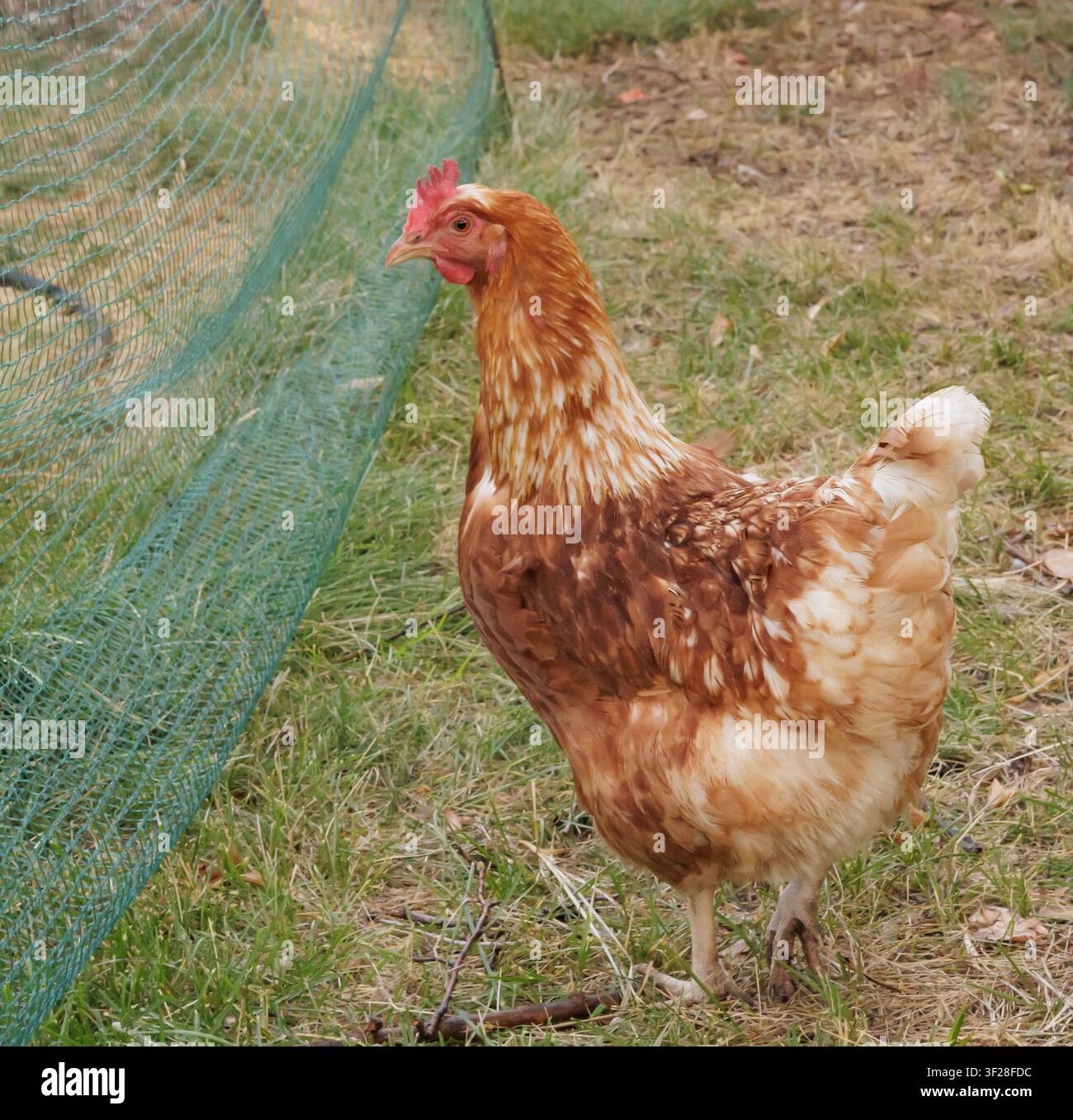 Cortile, uova, polli, ritratti, agricoltura sostenibile, fattoria Foto Stock