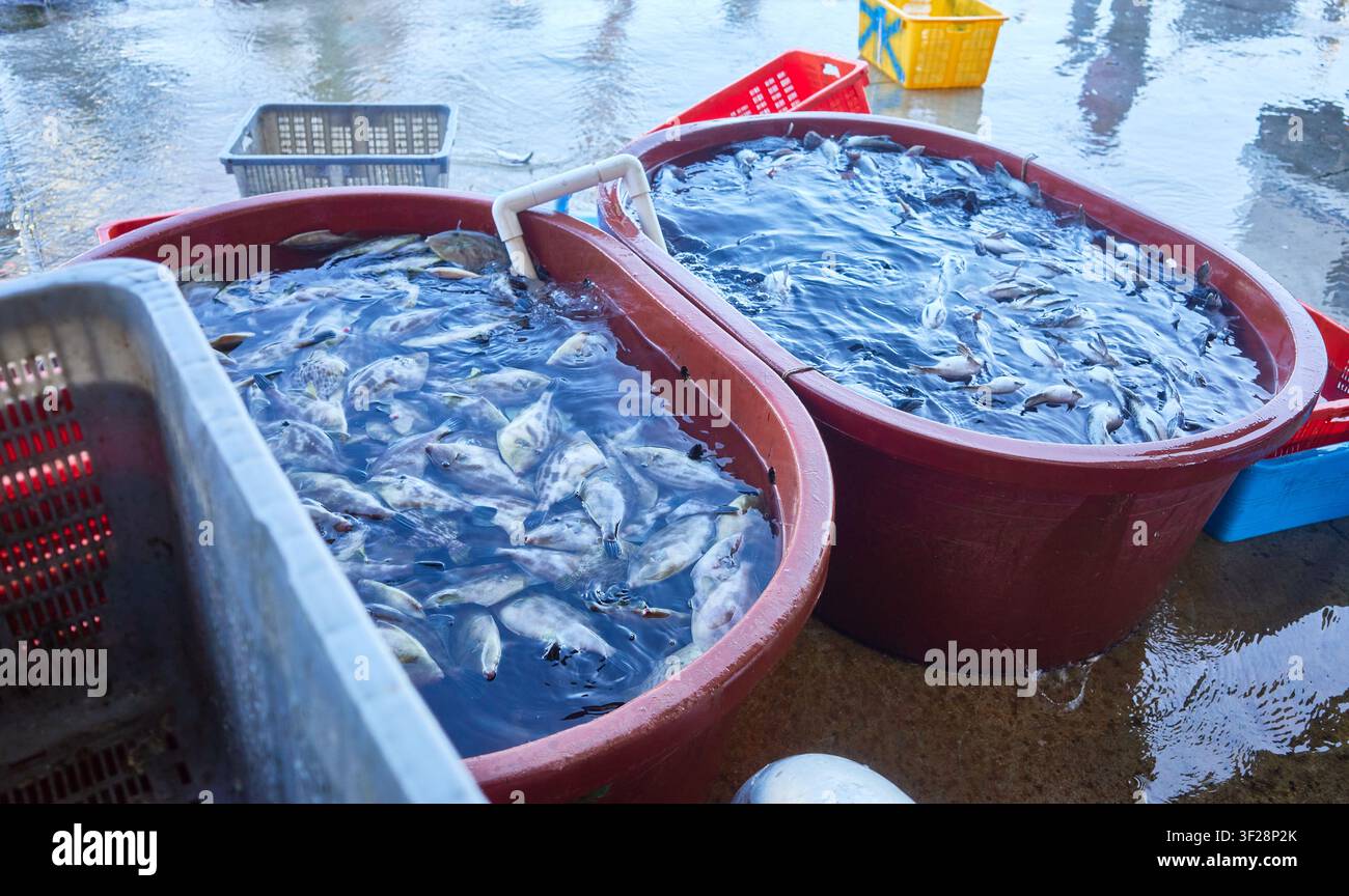 Pesce ghiozza vivo in bacini rossi a un'asta all'ingrosso costiera Bene industriale ideale per gli editoriali sulla pesca commerciale e la logistica marina Foto Stock