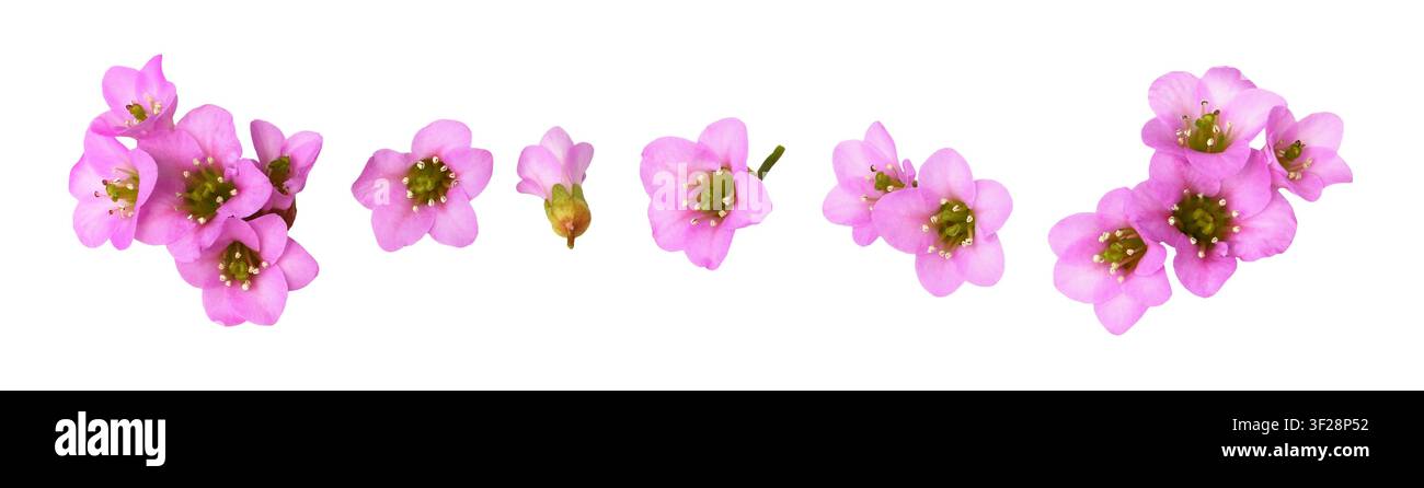 Set di piccoli fiori rosa belli di bergenia crassifolia isolati su bianco Foto Stock