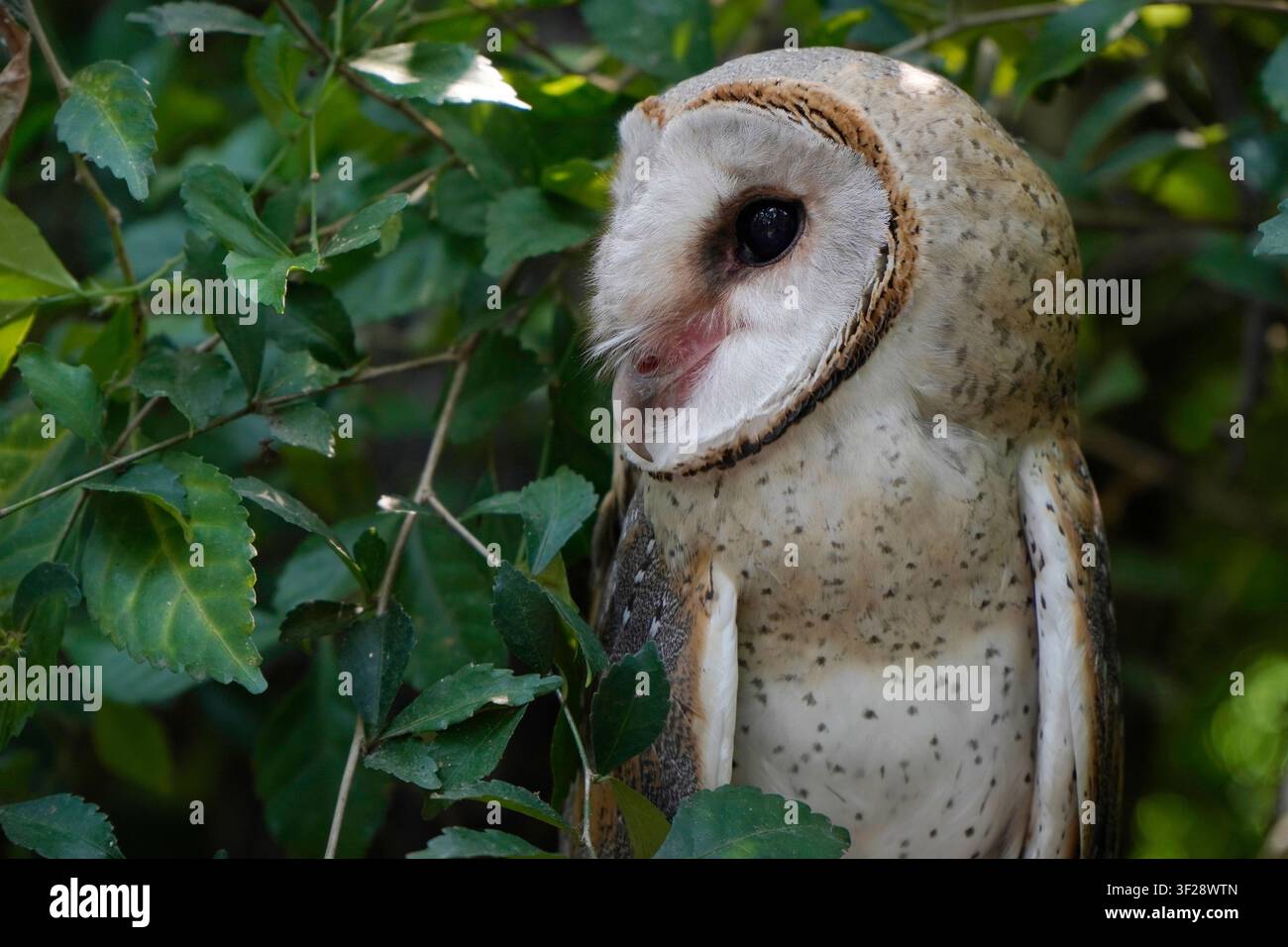 Barbagianni (Tyto alba) primo piano tra le foglie Foto Stock