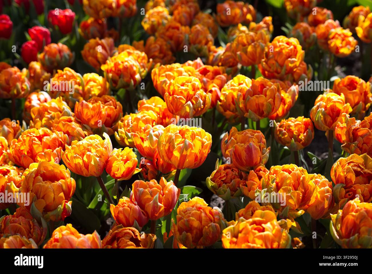 Un fitto letto di fiori di tulipani doppi arancioni brillanti e gialli in piena fioritura durante la stagione primaverile, catturato alla luce del controsole in un giardino olandese. Foto Stock