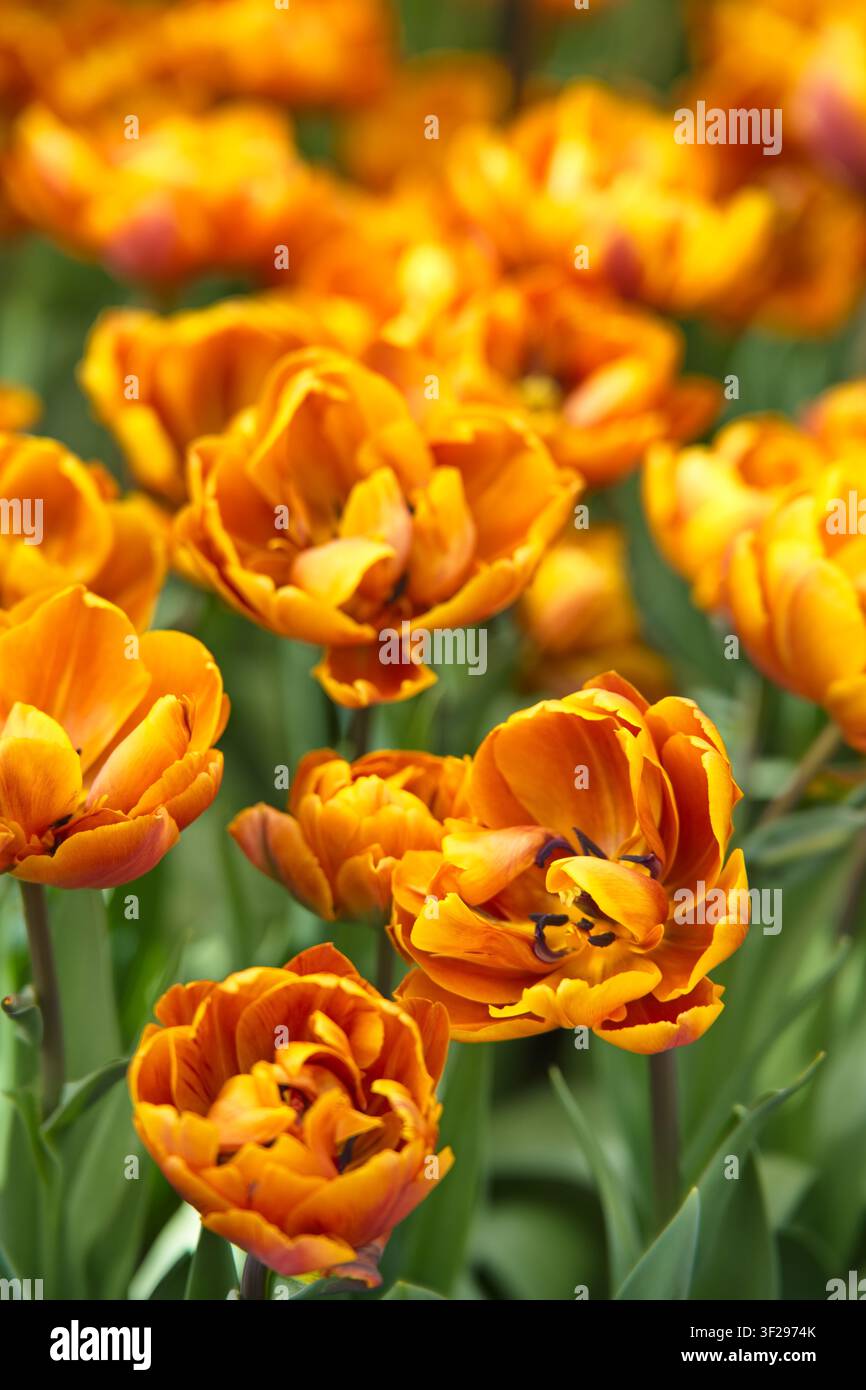 Primo piano verticale di splendide tulipani peonia doppi color rame-arancio con petali stratificati che fioriscono in gruppi fitti in una giornata soleggiata. Foto Stock