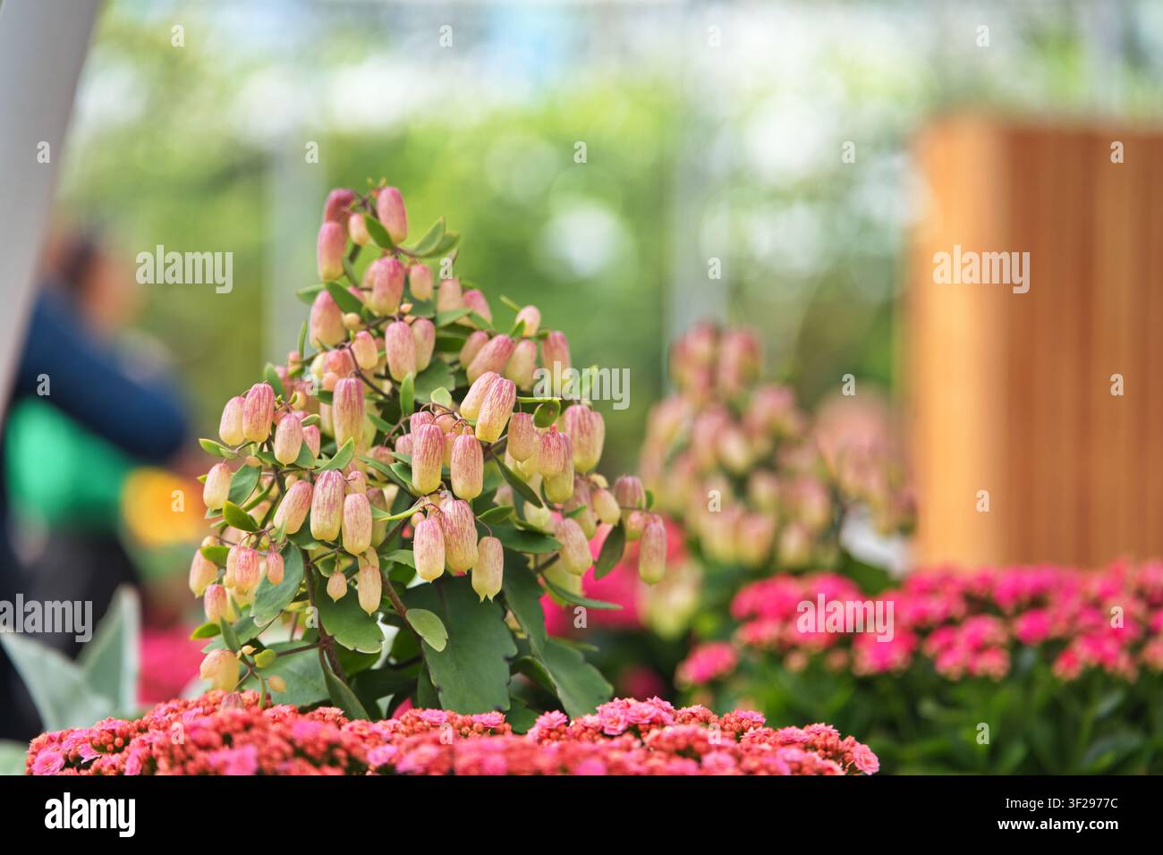 Vista orizzontale di Kalanchoe Magic Bells esotiche con fiori verdi e rosa a forma di lanterna sospesi in una mostra sfocata di padiglione serra. Foto Stock