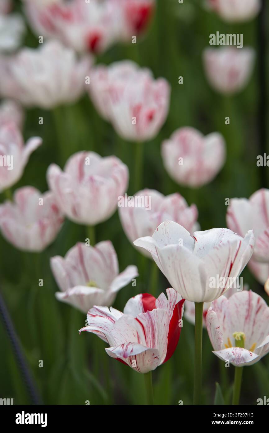 Prima verticale di tulipani bianchi singoli in stile Rembrandt con strisce rosse dinamiche e motivi a fiamma, che fioriscono con un morbido bokeh. Foto Stock