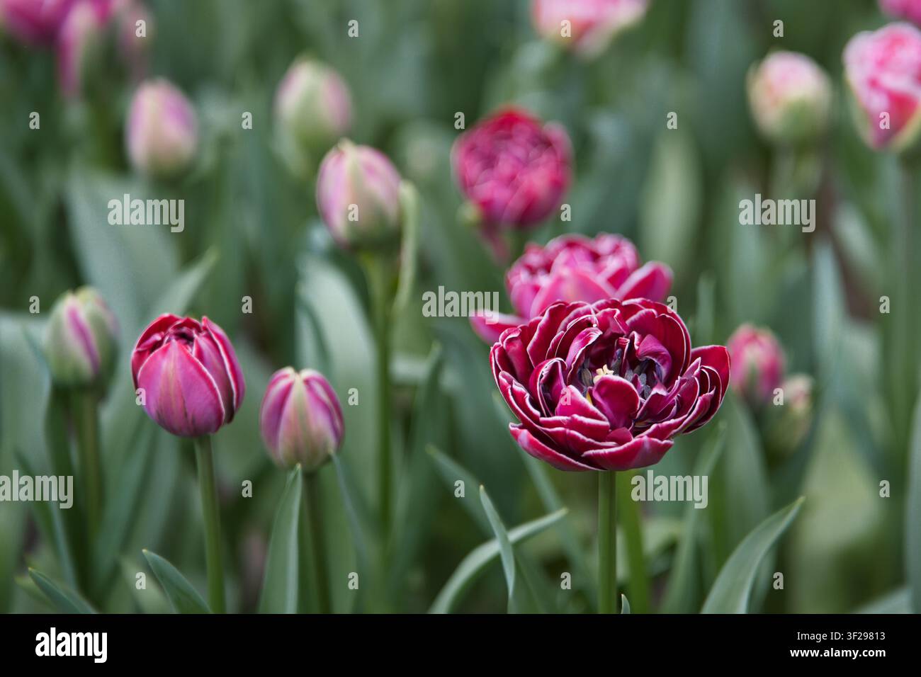 Splendide tulipani peonia doppi viola scuro con margini bianchi in fiore a Keukenhof, Paesi Bassi. Fotografia floreale vibrante primaverile. Foto Stock