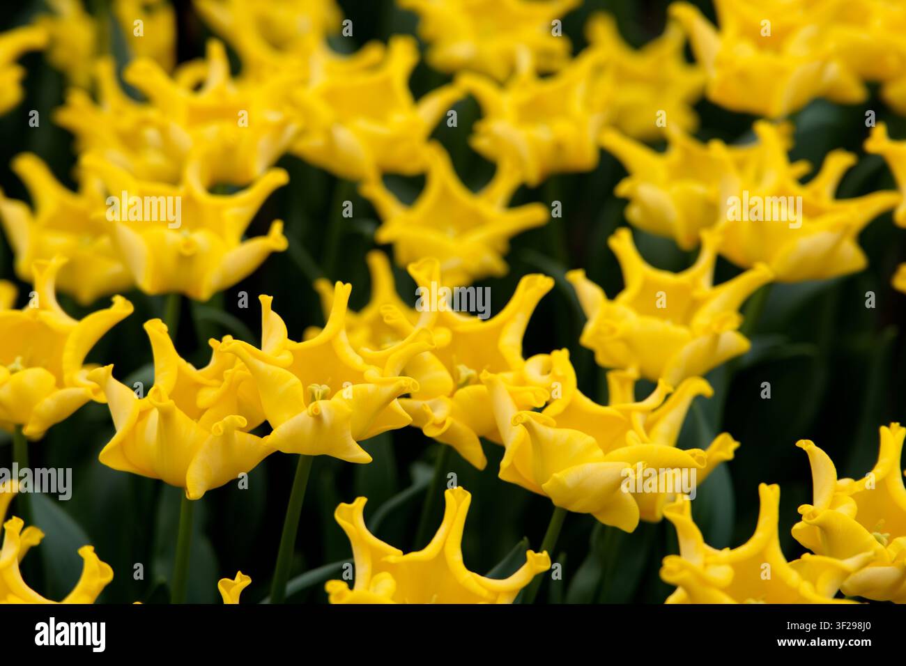 Un campo fitto di tulipani gialli brillanti a forma di corona che fioriscono magnificamente a Keukenhof, Paesi Bassi. Sfondo floreale vivace e soleggiato primaverile Foto Stock