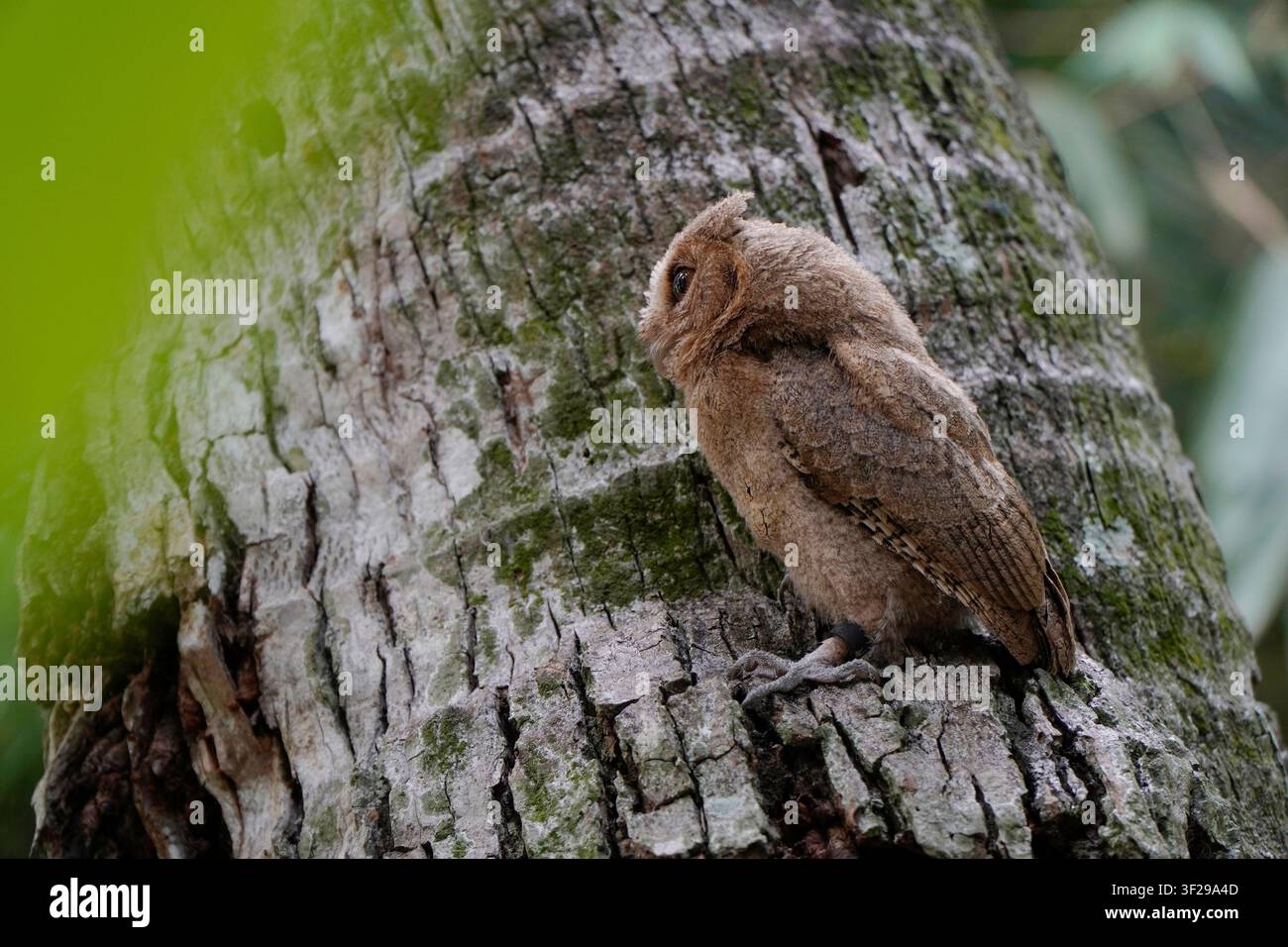 Celepuk giavanese o civetta di Giava (Otus angelineae) appollaiato su un ramo di albero nella foresta durante il giorno Foto Stock