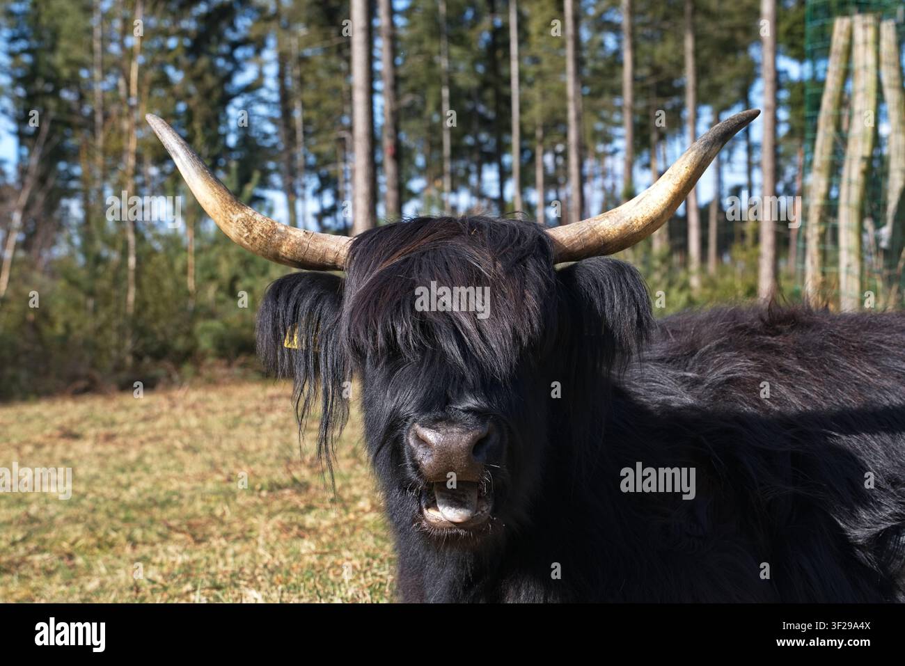 Un ritratto in primo piano di una mucca delle Highlands nera e pelosa (Hebridean Kyloe) che mostra la lingua, con lunghe corna appuntite e pelo arruffato, in piedi in un pa soleggiato Foto Stock
