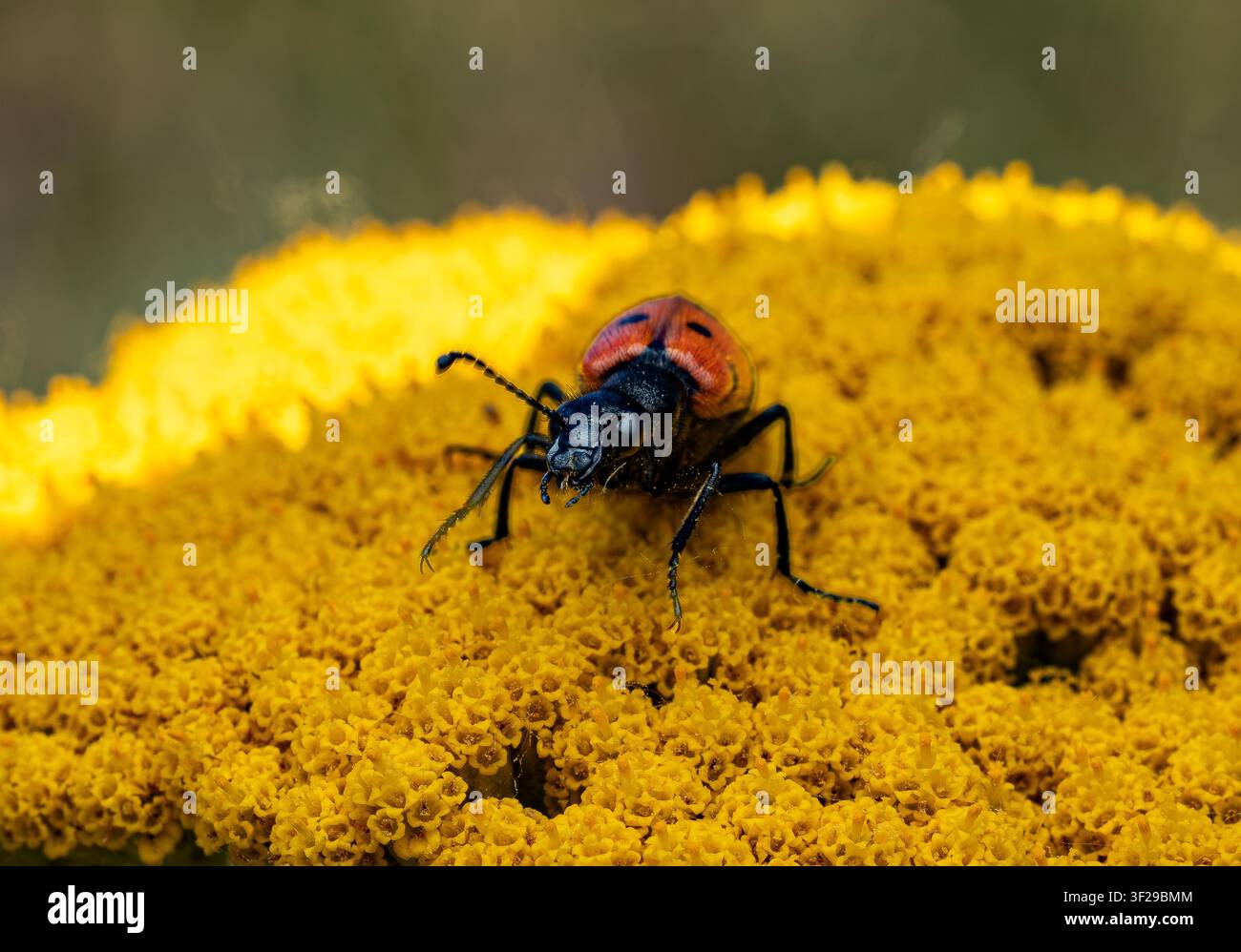 Fotografia macro di un coleottero vescicante con elitre rosse e nere che striscia su un’infiorescenza di achillea giallo brillante. Un primo piano della fauna selvatica ad alta risoluzione Foto Stock
