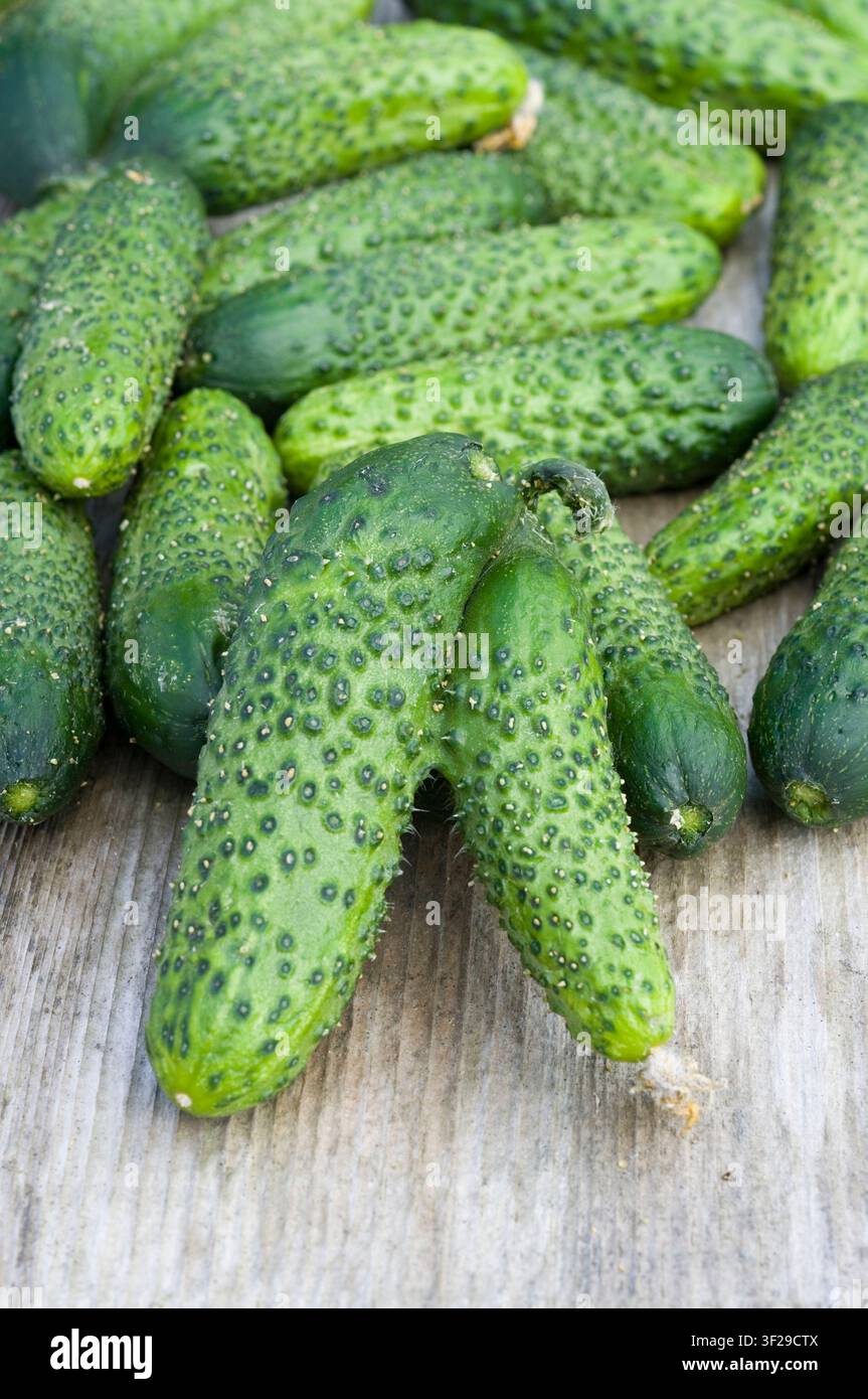 Cetrioli sottaceto rumeni colpiti dalla fasciazione Foto Stock