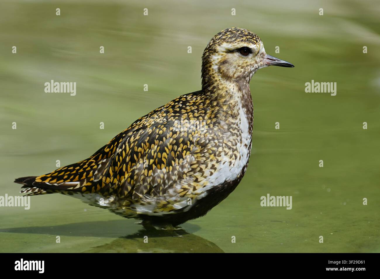 Piviere dorata europea (Pluvialis apricaria), Norvegia | Piviere dorata (Pluvialis apricaria), Norvegia Foto Stock