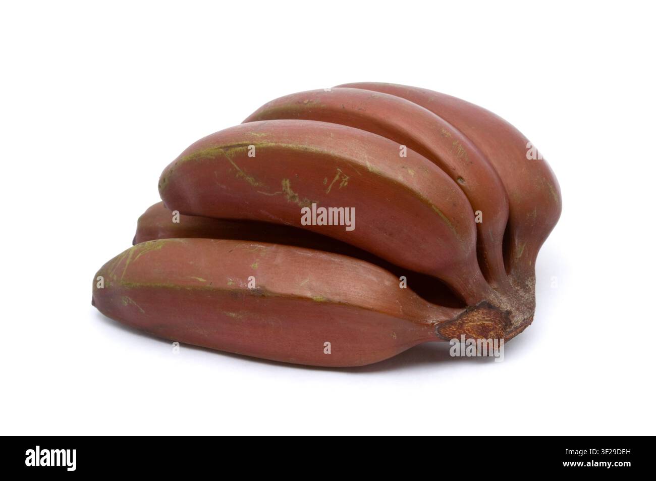 Banana rossa 'Red Dacca' Foto Stock