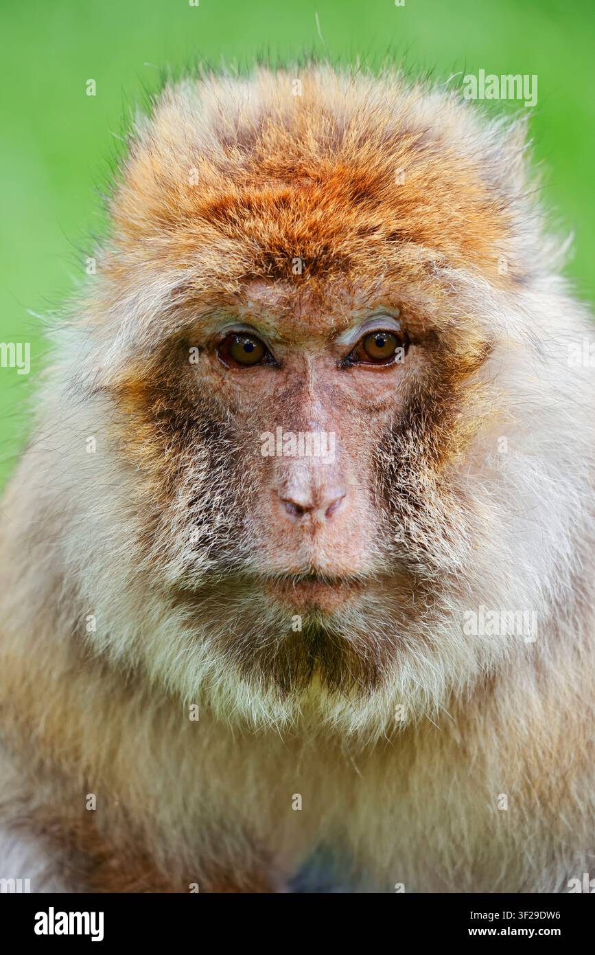 Scimmia di Barbaria o Magotto (Macaca sylvanus), femmina, ritratto, Marocco Foto Stock