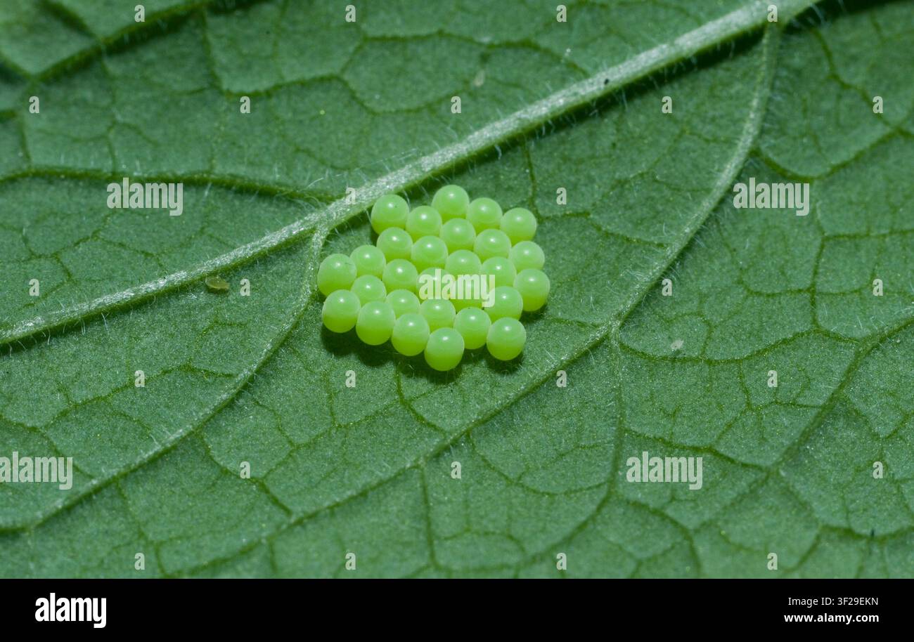 Uova di bug di protezione verde Foto Stock