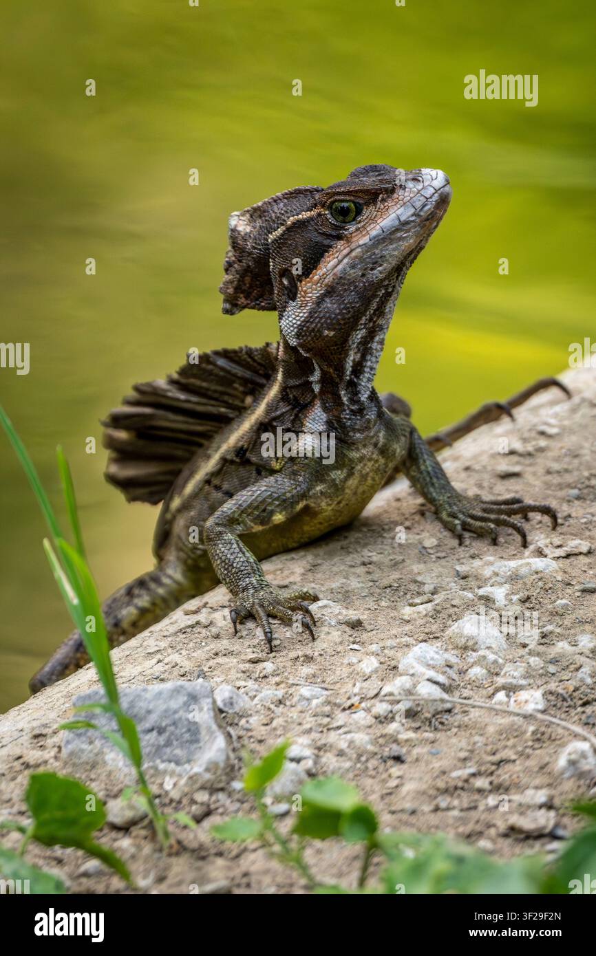 Una lucertola basilisca marrone a Puntarenas, Costa Rica Foto Stock