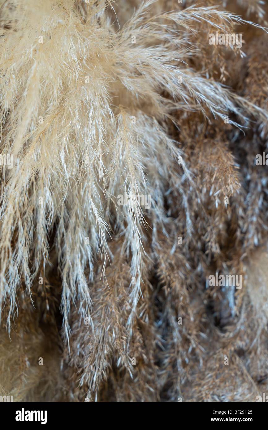 Prima vista di penne di erba selvatica essiccata in toni neutri caldi, sfondo di texture naturale per decorazioni naturali Foto Stock