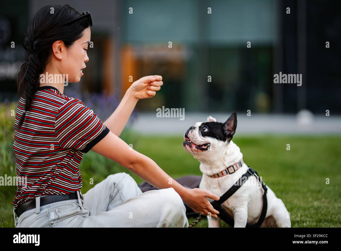 Donna giapponese che allena un bulldog francese in un parco urbano Foto Stock
