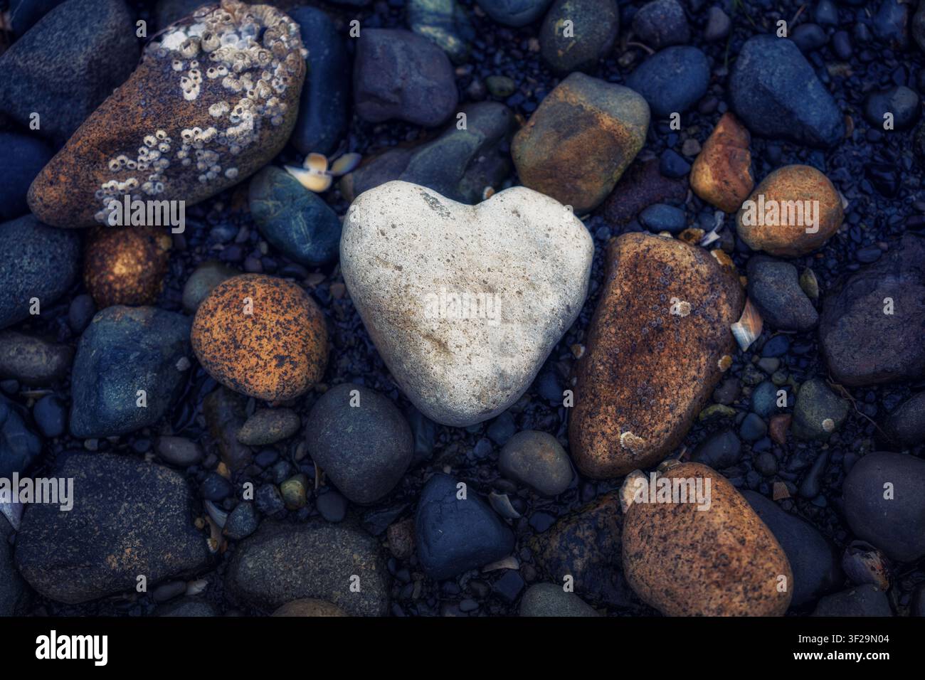 Titolo: Una pietra a forma di cuore trovata su una spiaggia di Vancouver Island Foto Stock