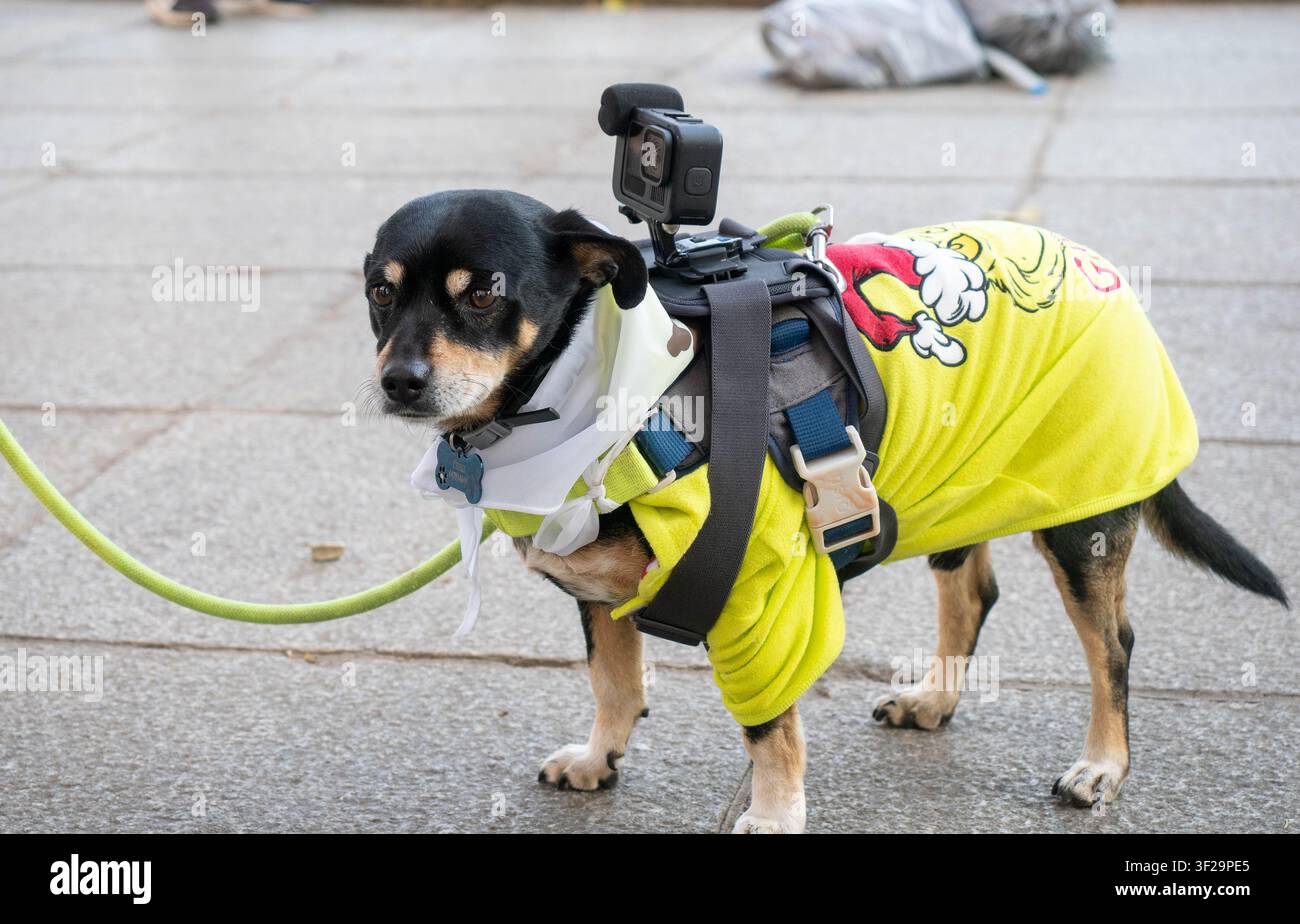 Piccolo cane dotato di una videocamera sulla schiena che cattura riprese in prima persona Foto Stock