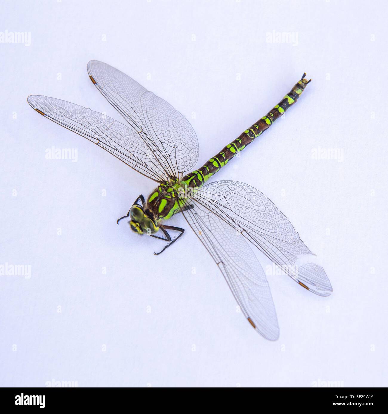 Close up di una libellula verde comune morta (Anax junius) con ala danneggiata. Libellula. Macro shot. Foto Stock
