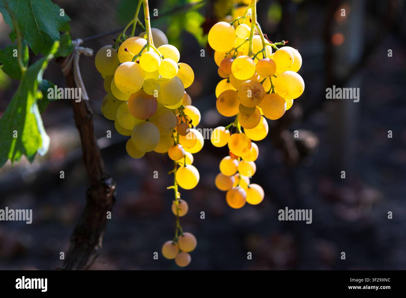 Grappoli maturi di uva bianca dorata pendono da una vigna nodosa, brillando caldamente alla luce del sole in controluce su uno sfondo sfocato di un vigneto scuro Foto Stock