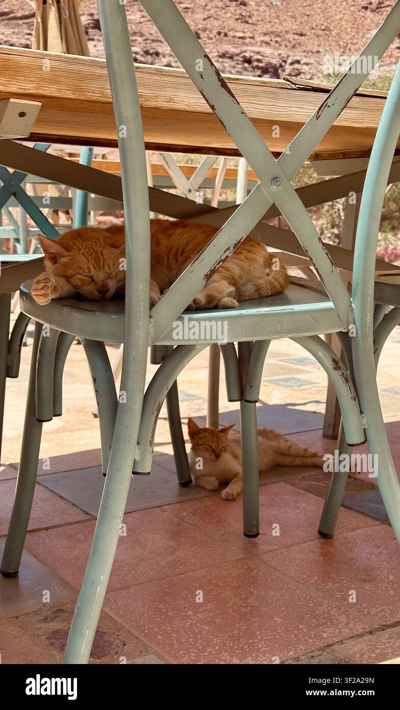 Gatti randagi che dormono in un ecoresort in Giordania Foto Stock