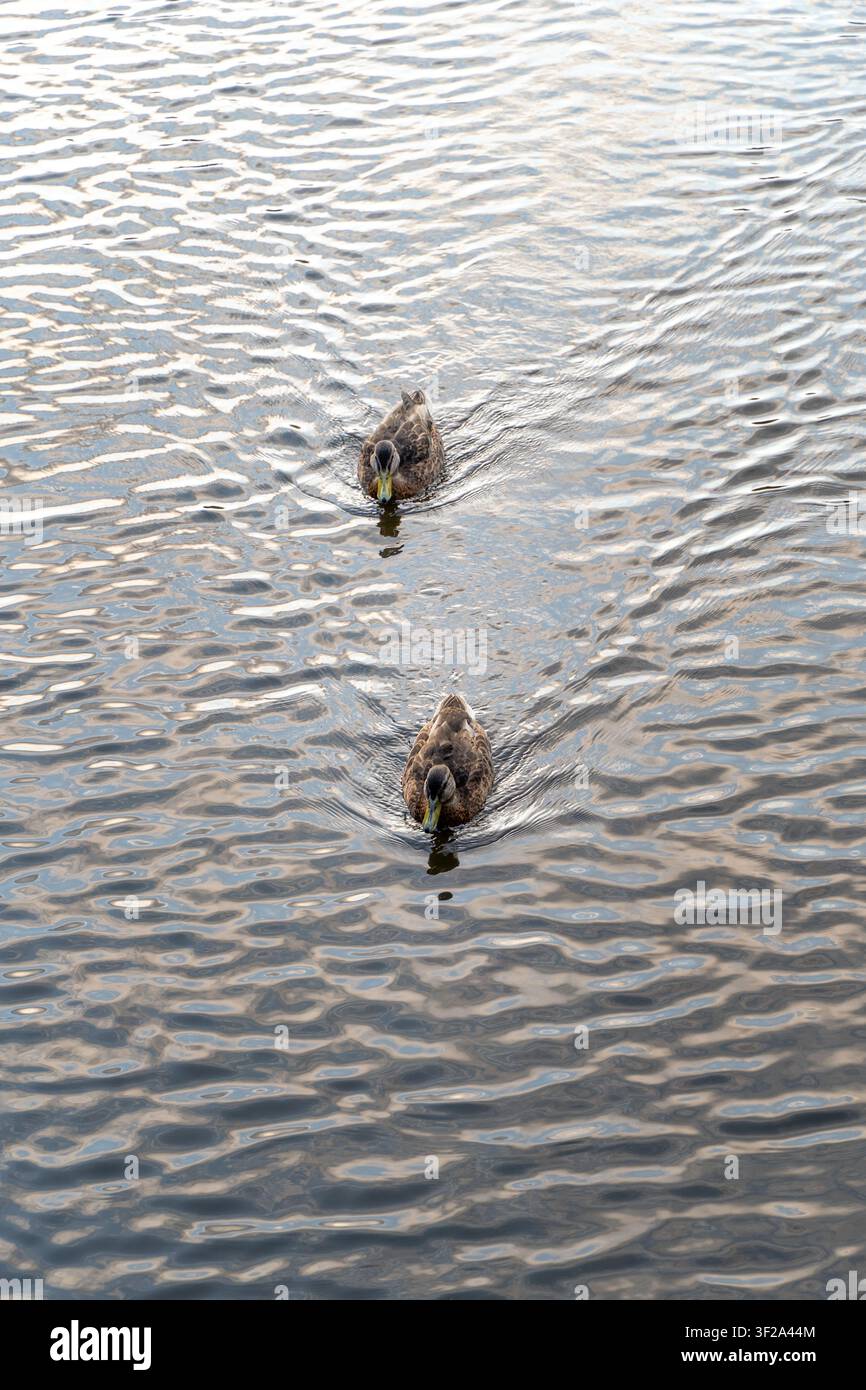 Due anatre domestiche che nuotano pacificamente su un'acqua calma e riflettente, lasciandosi dietro lievi increspature Foto Stock
