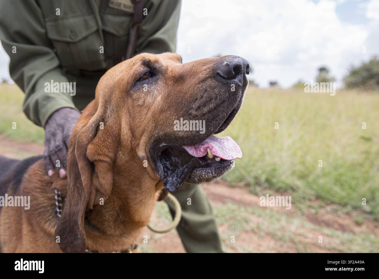 Vista di un cane bloodhound con un ranger nella savana della contea di Laikipia, Kenya. Foto Stock