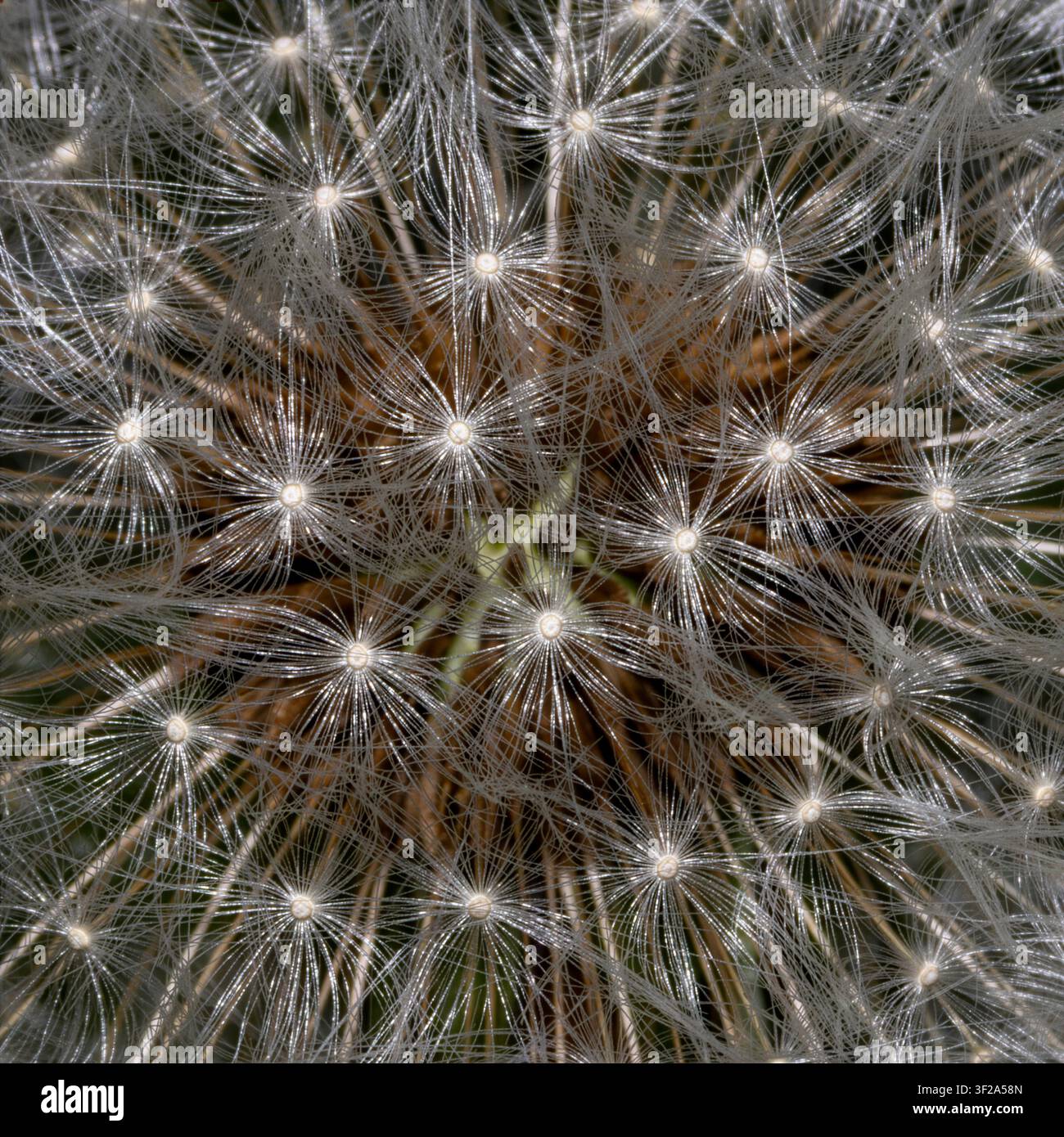 Capo di seme di tarassaco pappo (Taraxicum officinale) primo piano macro creativo artistico con dettagli estremi di un singolo capo di seme, filamenti e semi Foto Stock