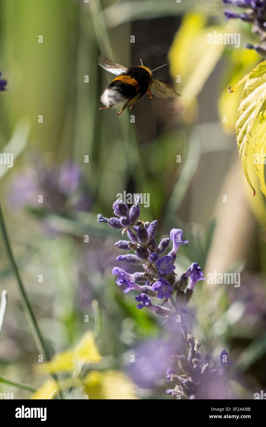 Bombus con coda bianca che vola sopra la lavanda viola mostrando la coda bianca in un giardino estivo Foto Stock