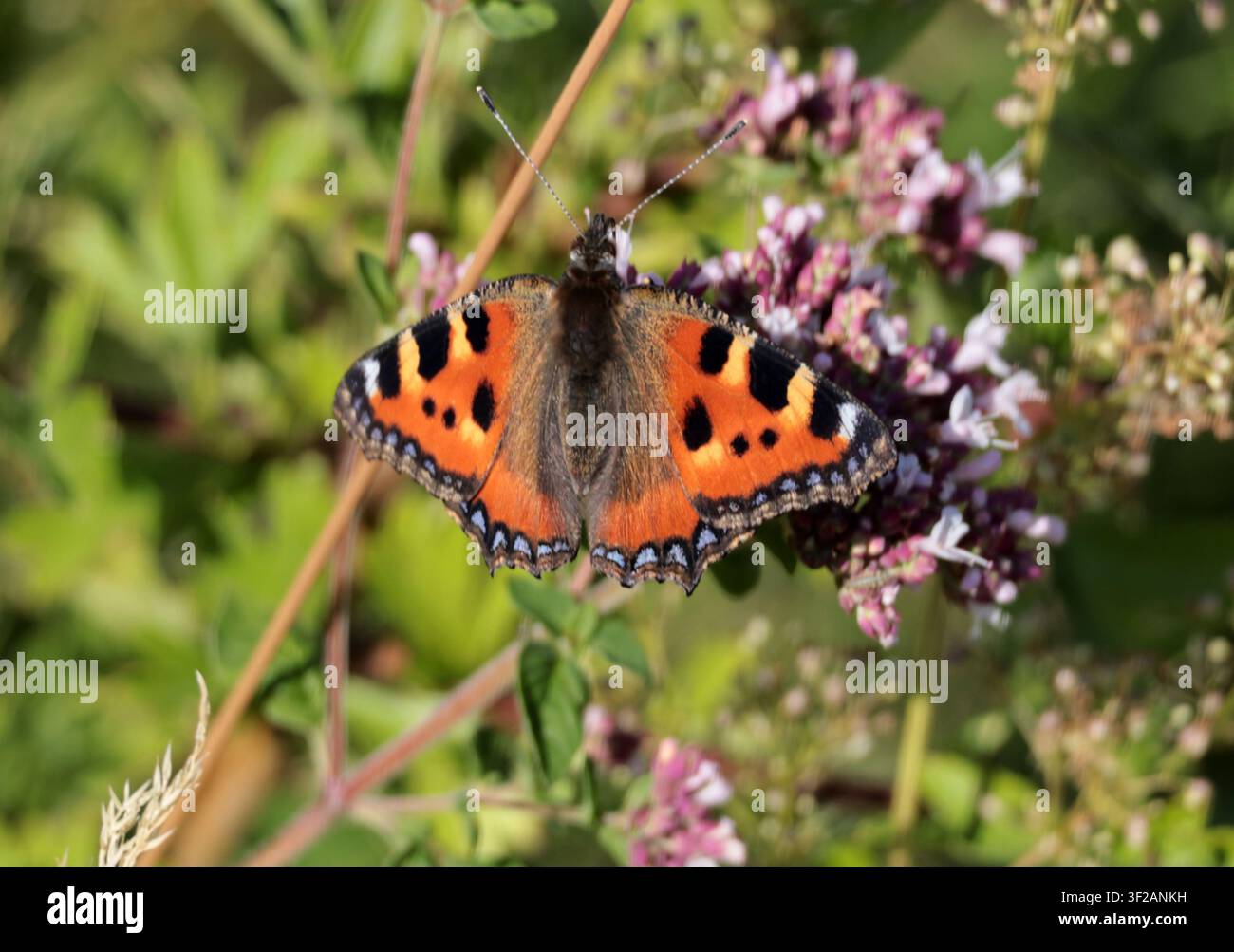 Una piccola farfalla dal mantello tartarugato che si nutre di verbena nel Sussex Foto Stock
