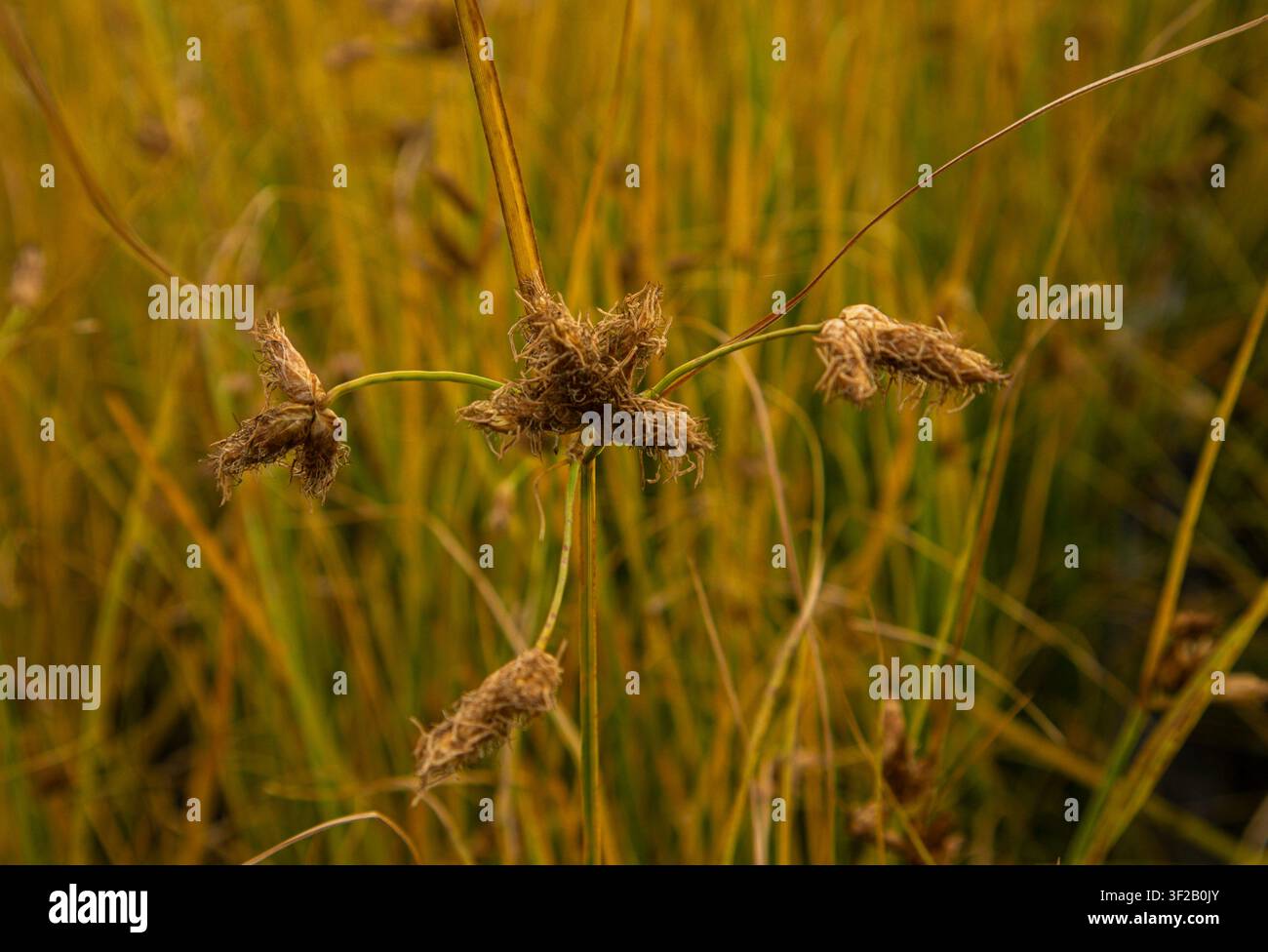Vista ravvicinata di una testa di seme di una pianta di riso o di giunco paludoso nelle risaie di Pego a Bomba. Quest'area evidenzia il ciclo di crescita della vegetazione naturale Foto Stock