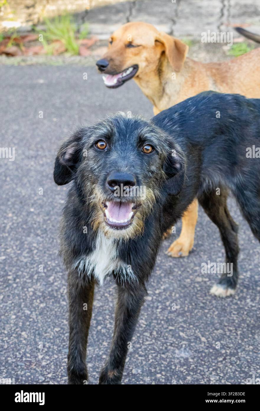 Bellissimo cane di strada peloso e nero con occhi gialli straordinari, perso per le strade, ma davvero amichevole. Foto Stock