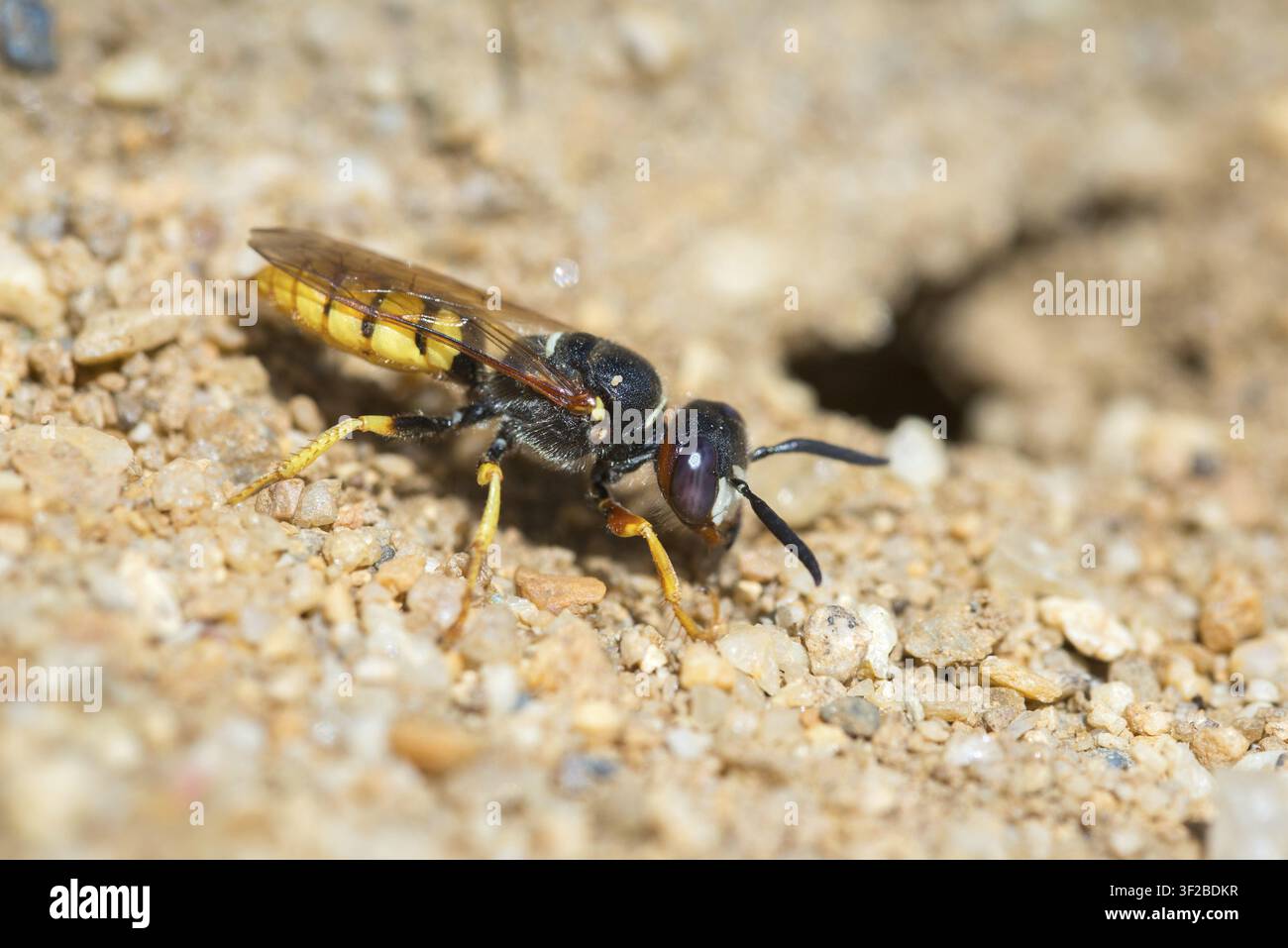 Beewolf, Beewolf europeo, Imenotteri, Philanthus Triangulum, Spheciformes, Vespa cacciatrice di api, Beewolf, Vespe scavatrici, Insetti, Il Philanthus mangiatore di api Foto Stock