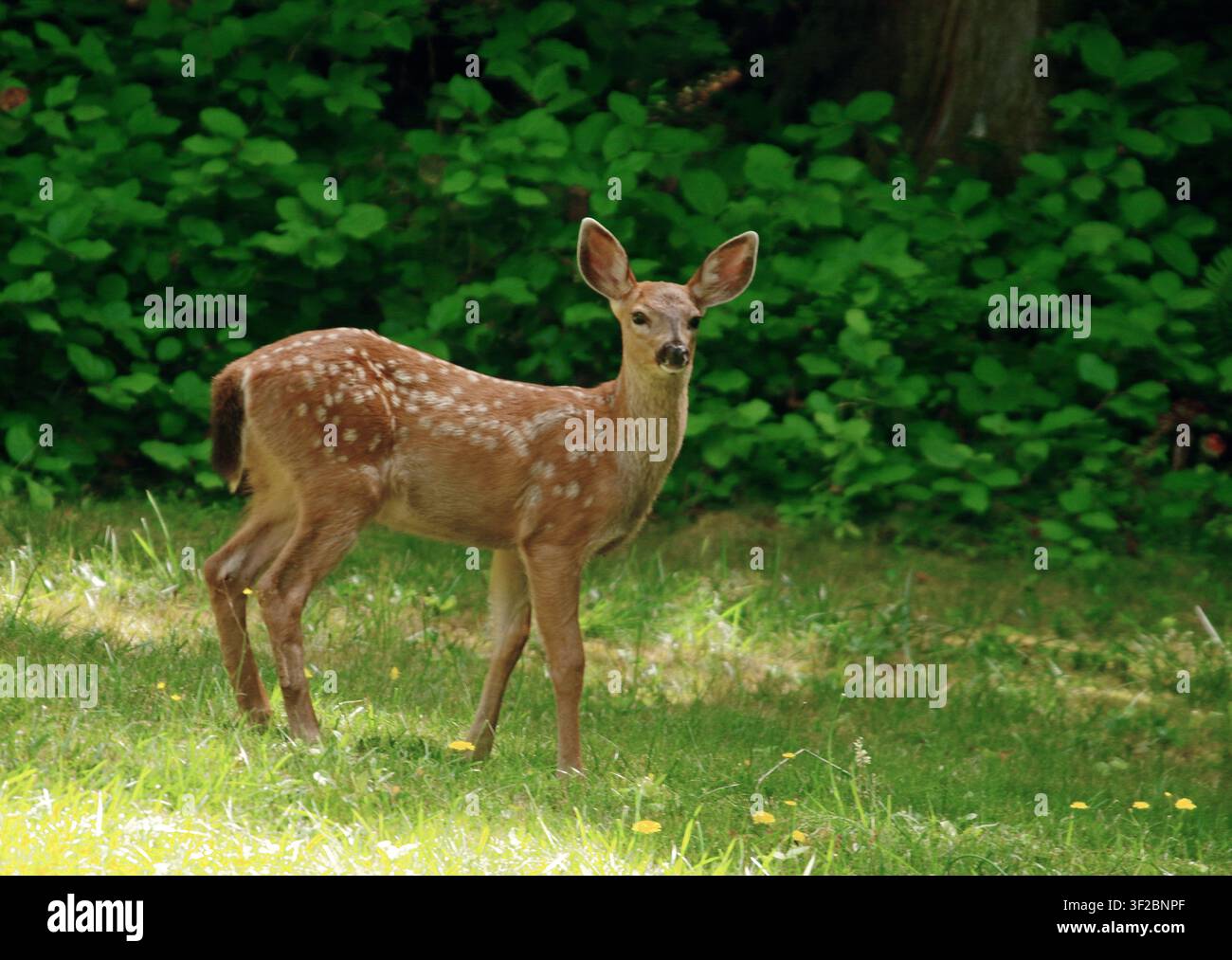 Fulvo di Blacktail Foto Stock