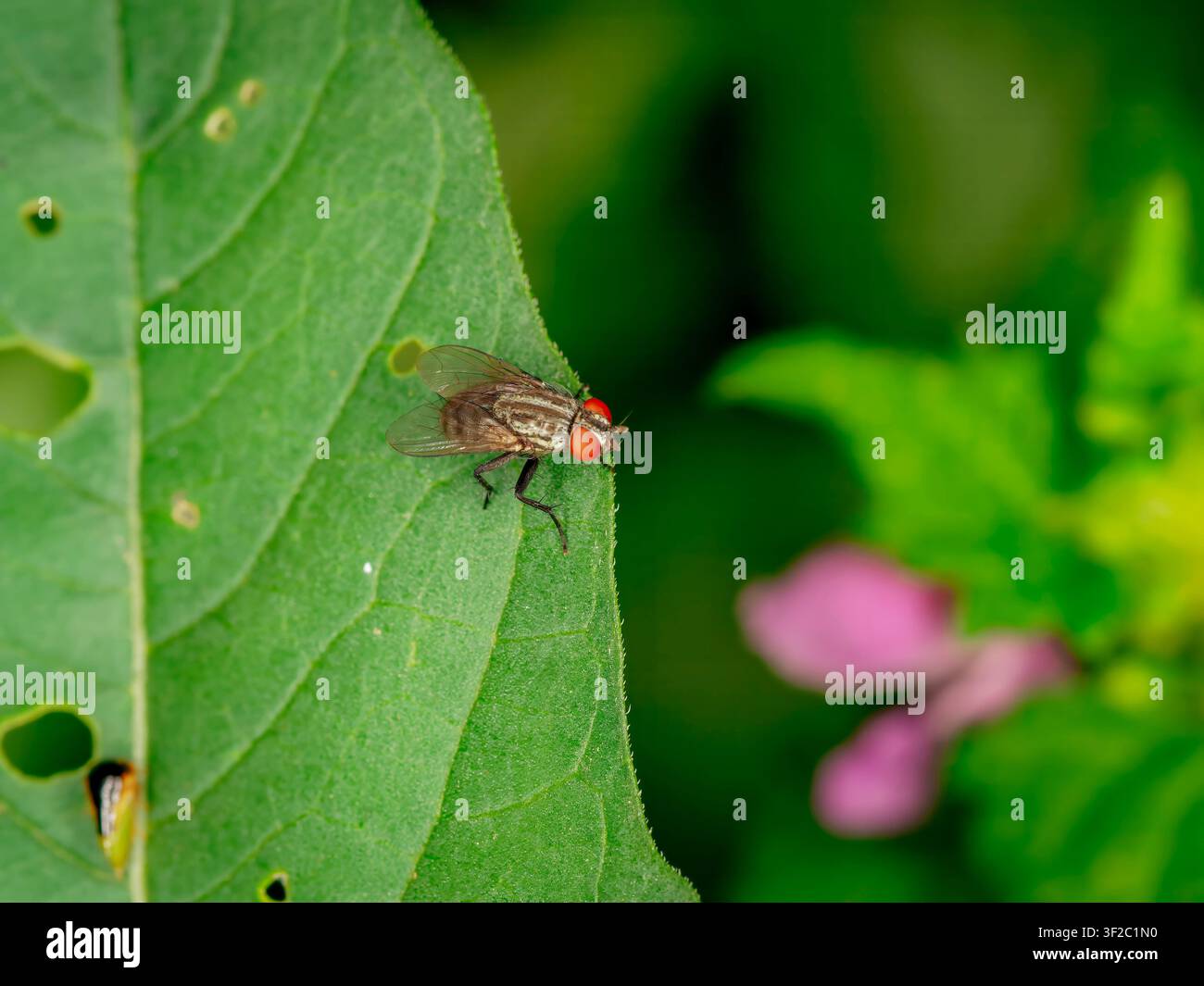 Colpo macro di una mosca domestica con occhi rossi sorprendenti appollaiata sul bordo di una foglia verde vibrante con uno sfondo sfocato e morbido Foto Stock
