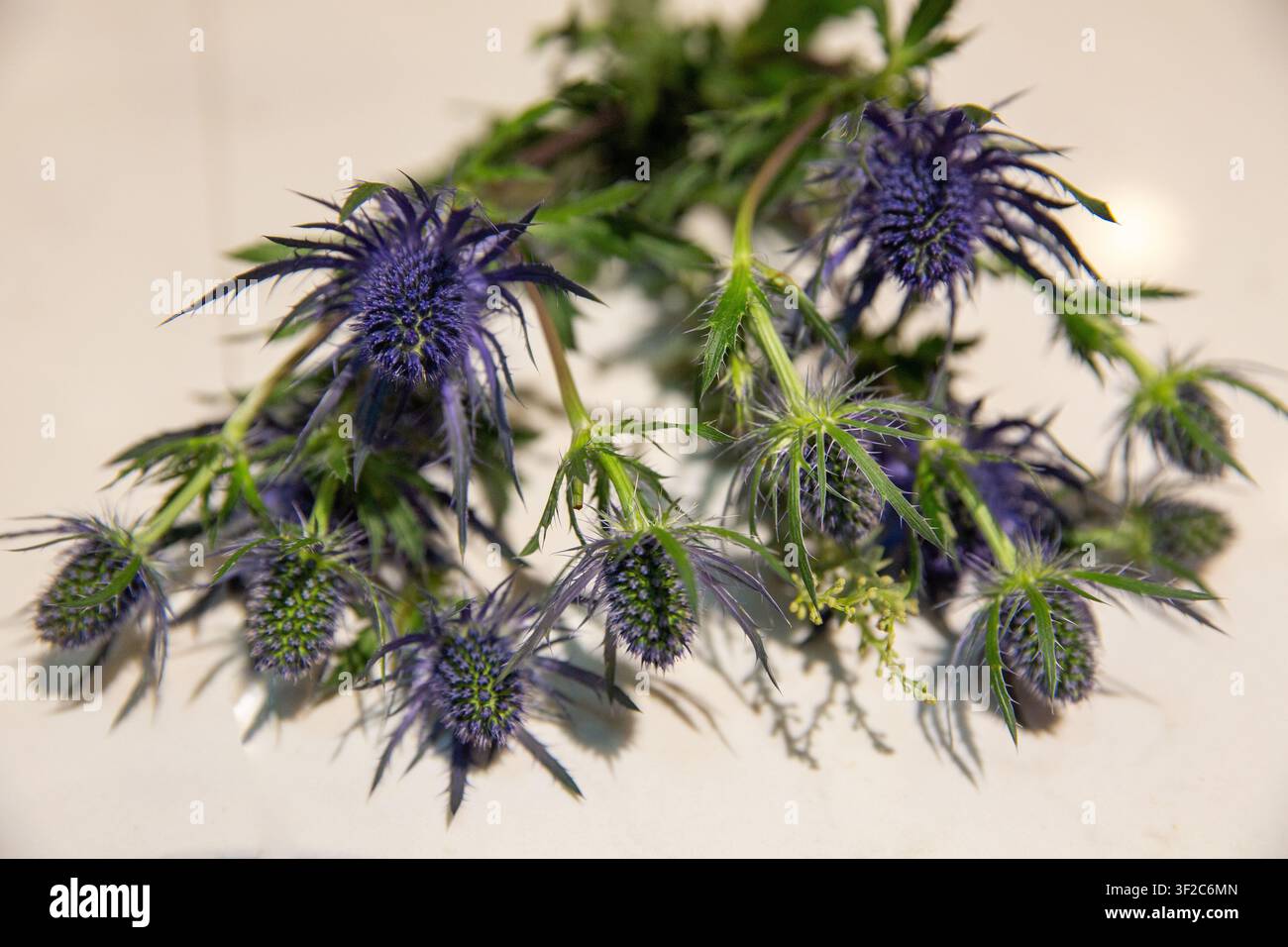 Un primo piano dettagliato di steli di Eryngium (Eryngium) appena tagliati con capolini spinosi di un blu-viola metallico e brattee verdi e spinose. Foto Stock