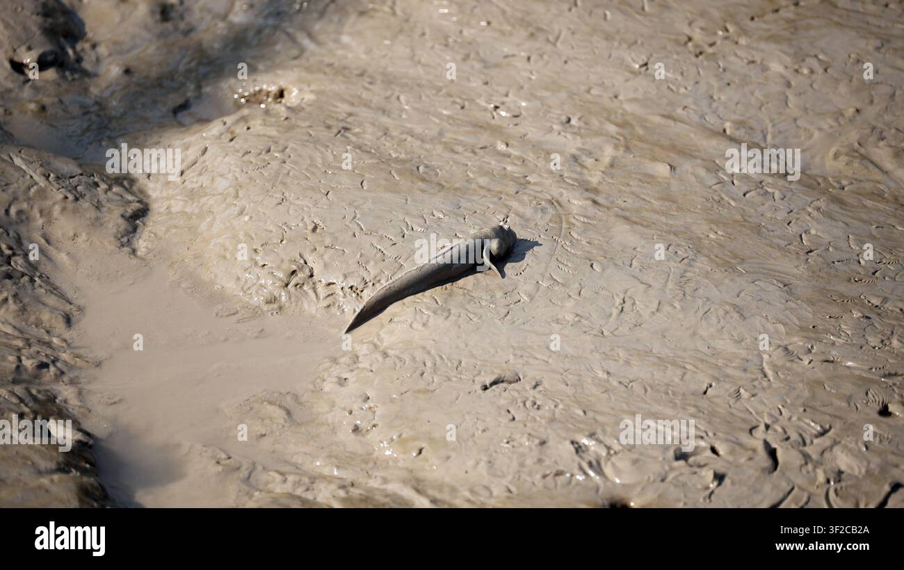 Pesce Mudskipper su una distesa di fango nel Gujarat, India Foto Stock