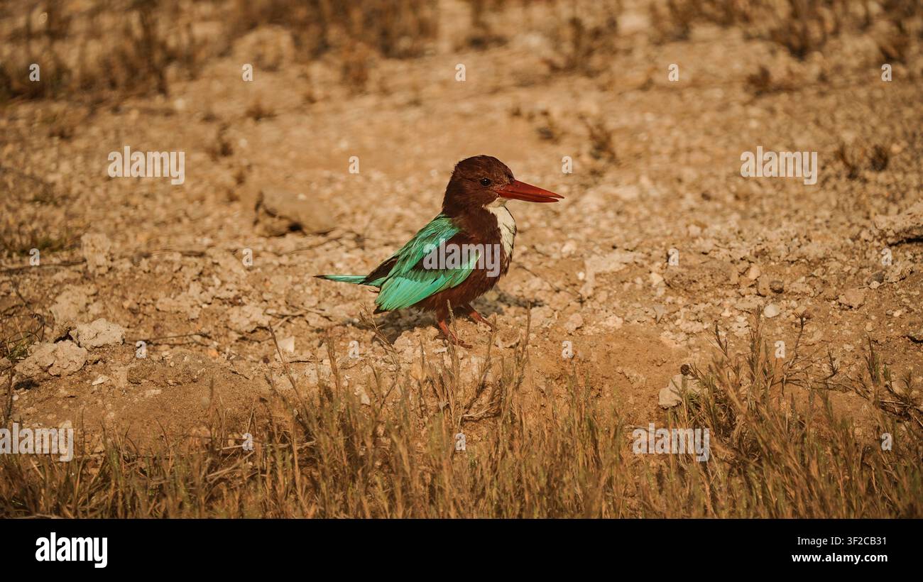 Martin pescatore dalla gola bianca appollaiato nell'habitat naturale del Gujarat, India Foto Stock
