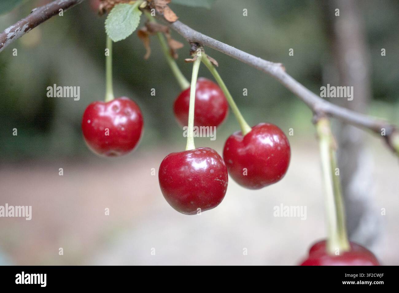 Ciliegie appese all'albero, giardinaggio. Foto Stock