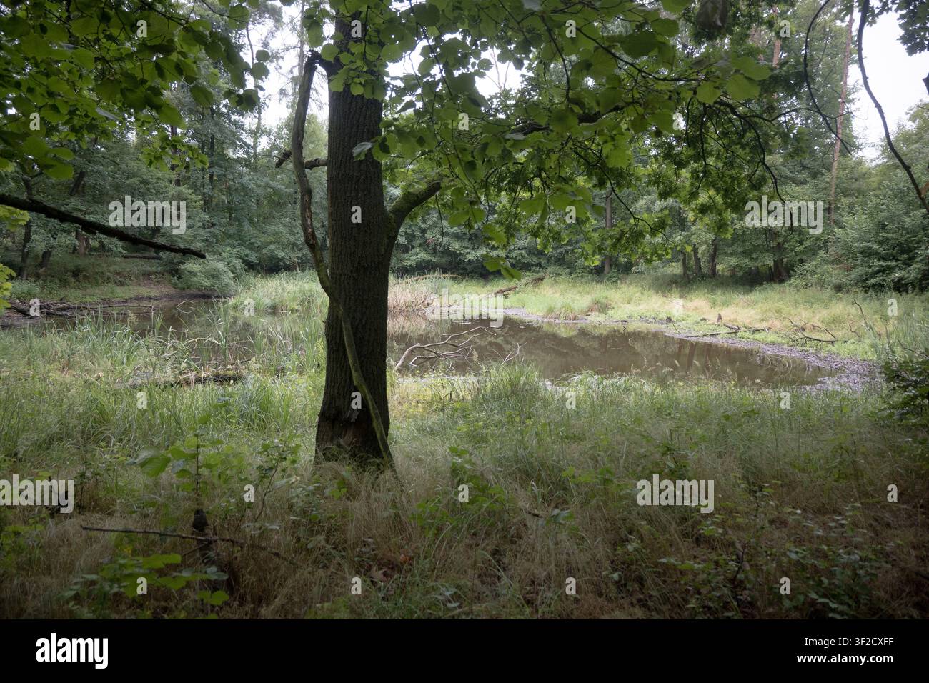 Uno stagno piccolo nella foresta, un rifugio selvaggio. Foto Stock