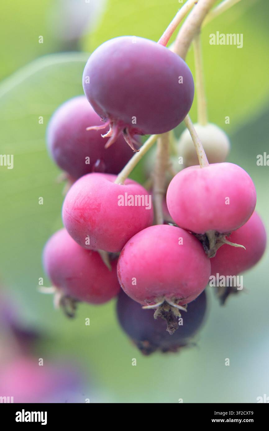 Serviceberry, un genere di arbusti o piccoli alberi della famiglia delle rosacee. Foto Stock