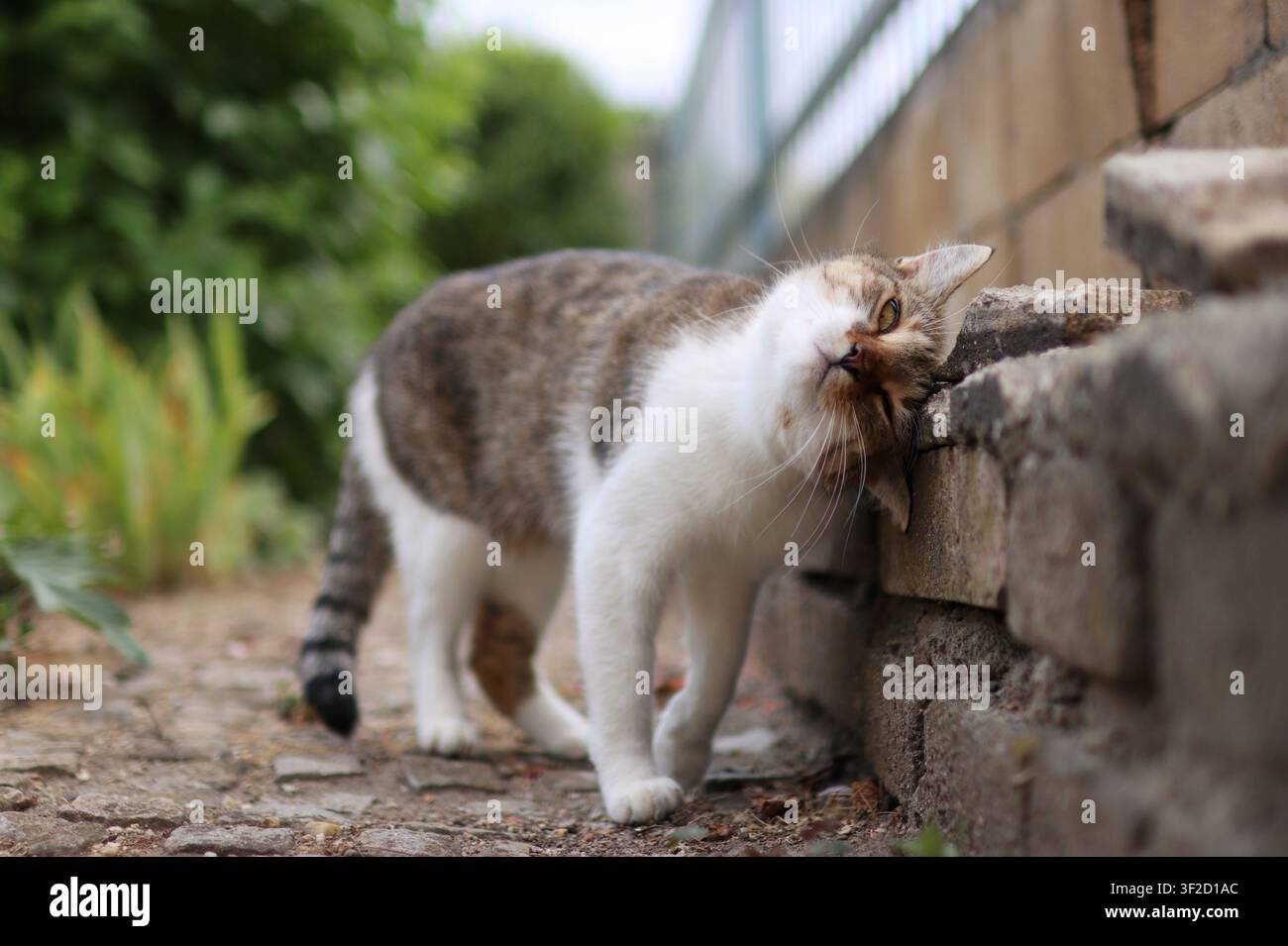 Un gatto carino è in giardino in estate. è così divertente Foto Stock