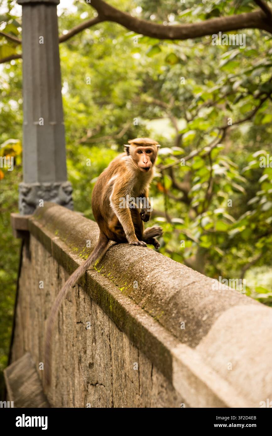 Scimmia macaco Toque curiosa in posa su un vecchio muro di pietra nella natura Foto Stock