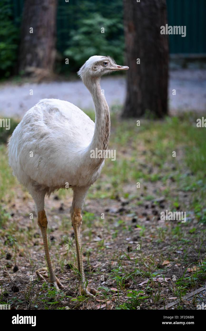 Ritratto di uno struzzo bianco in piedi all'aperto con sfondo verde sfocato. Uccello esotico in un ambiente naturale con spazio per il design. Foto Stock