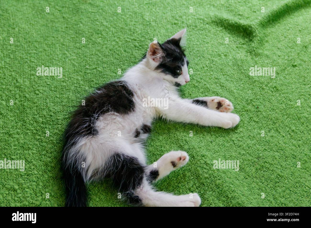 Bel gatto su un letto a casa Foto Stock